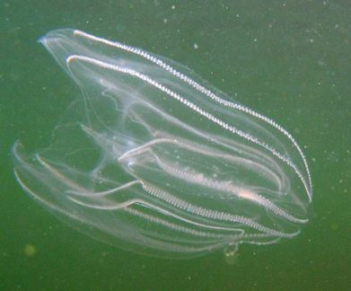 Comb Jelly img